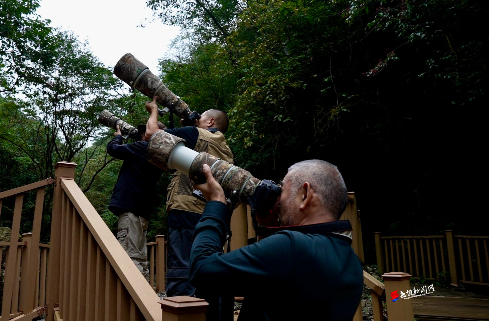 山水之间 为鸟驻足 首届观鸟赛展现生态桑植之美