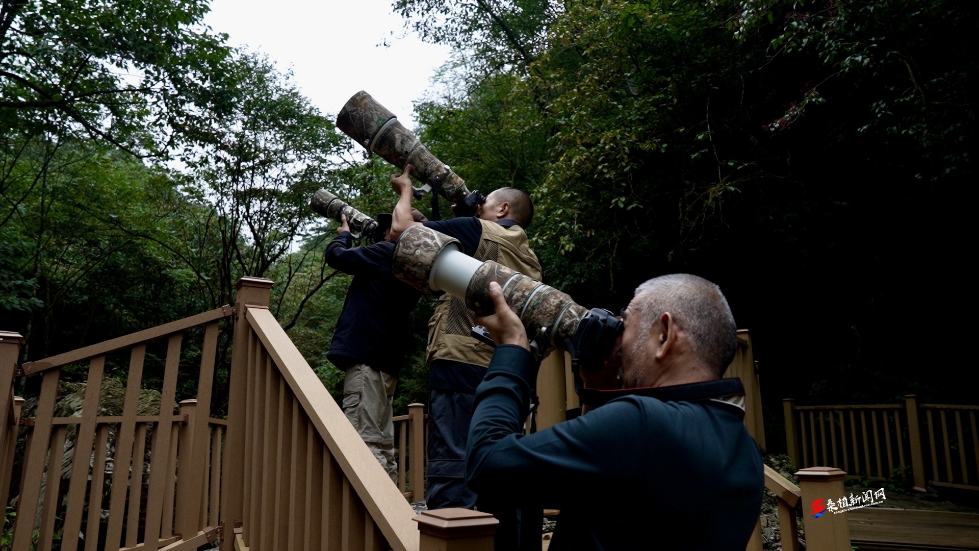 山水之间 为鸟驻足 首届观鸟赛展现生态桑植之美