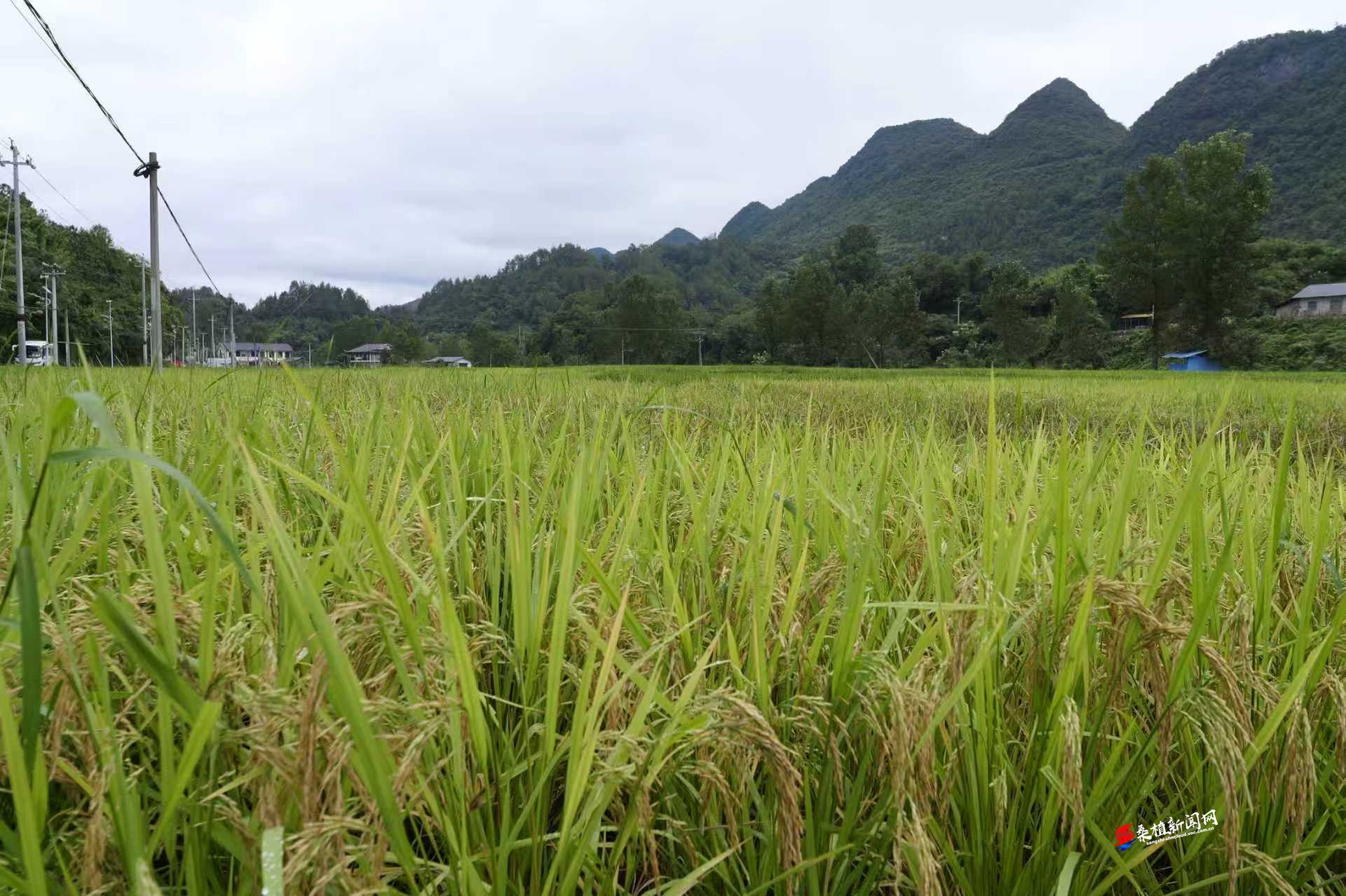 廖家村镇“党员示范田”：晚稻长势旺 丰收有保障