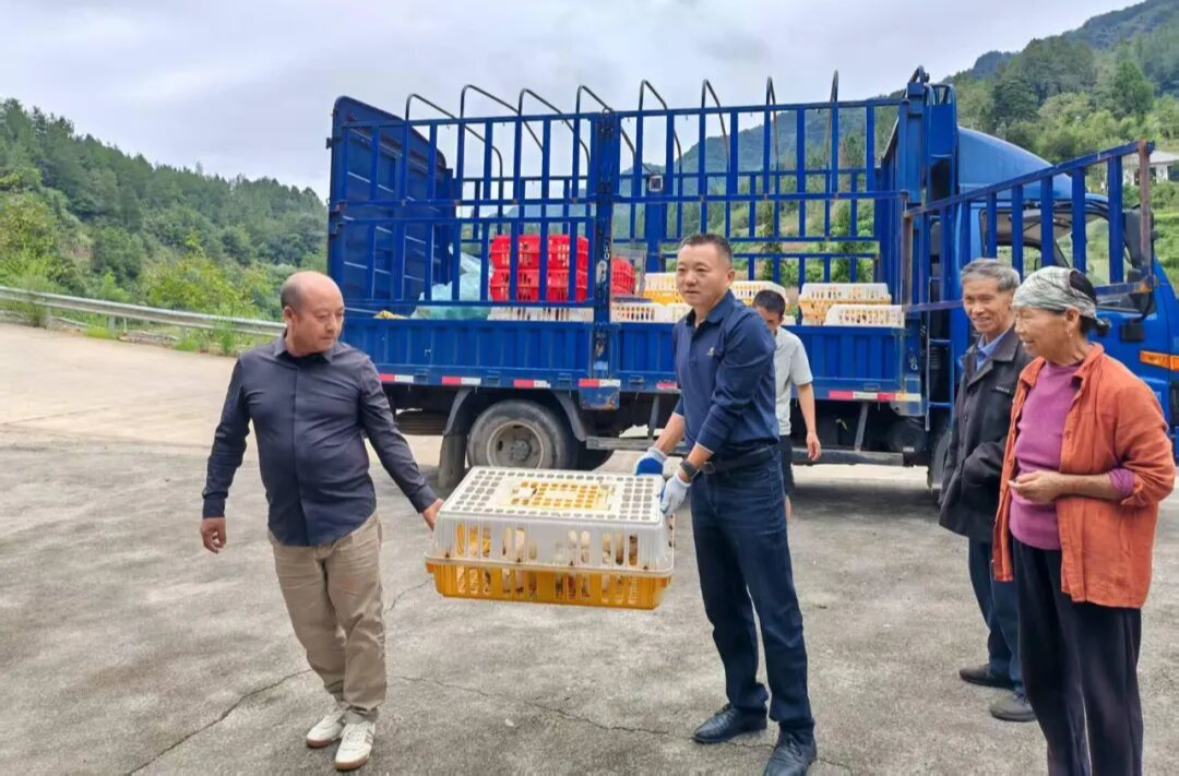 东风坪村发展张家界白羽乌鸡养殖 驻村工作队送苗到户助增收