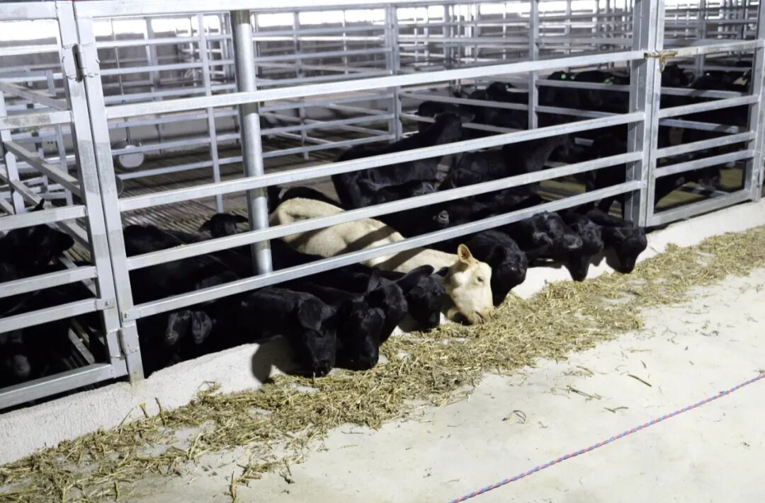 秋收好“丰”景丨牛羊入“新家” 标准化养殖蹚出致富路