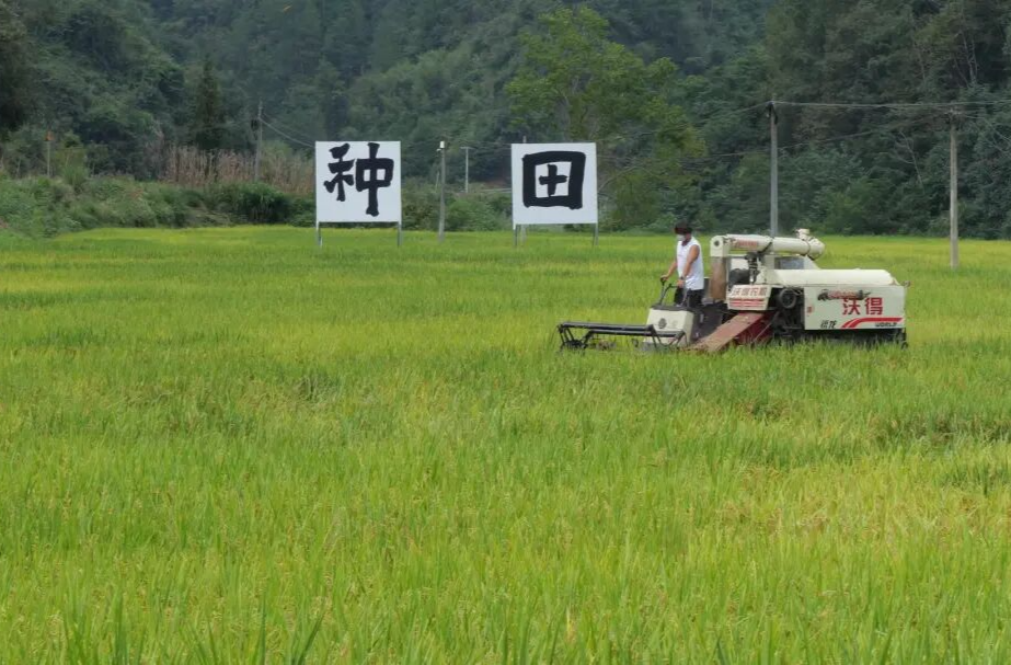 桑植：廖家村镇“碎田”聚“良田” 蹚出振兴新路子