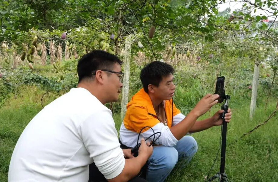 秋收好“丰”景丨桥自弯八月瓜“笑开口”