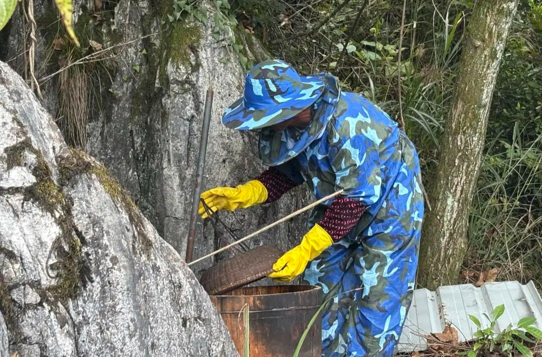 桑植：守护一份“甜蜜的事业”