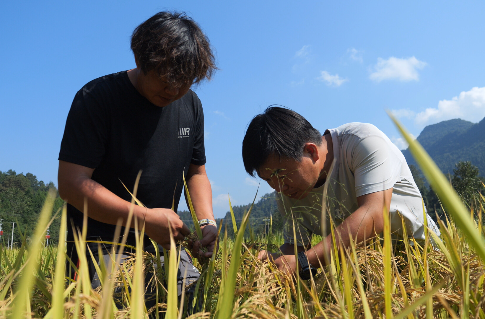 破局“汛旱”难题 廖家村镇探索乡村振兴“良田”新模式