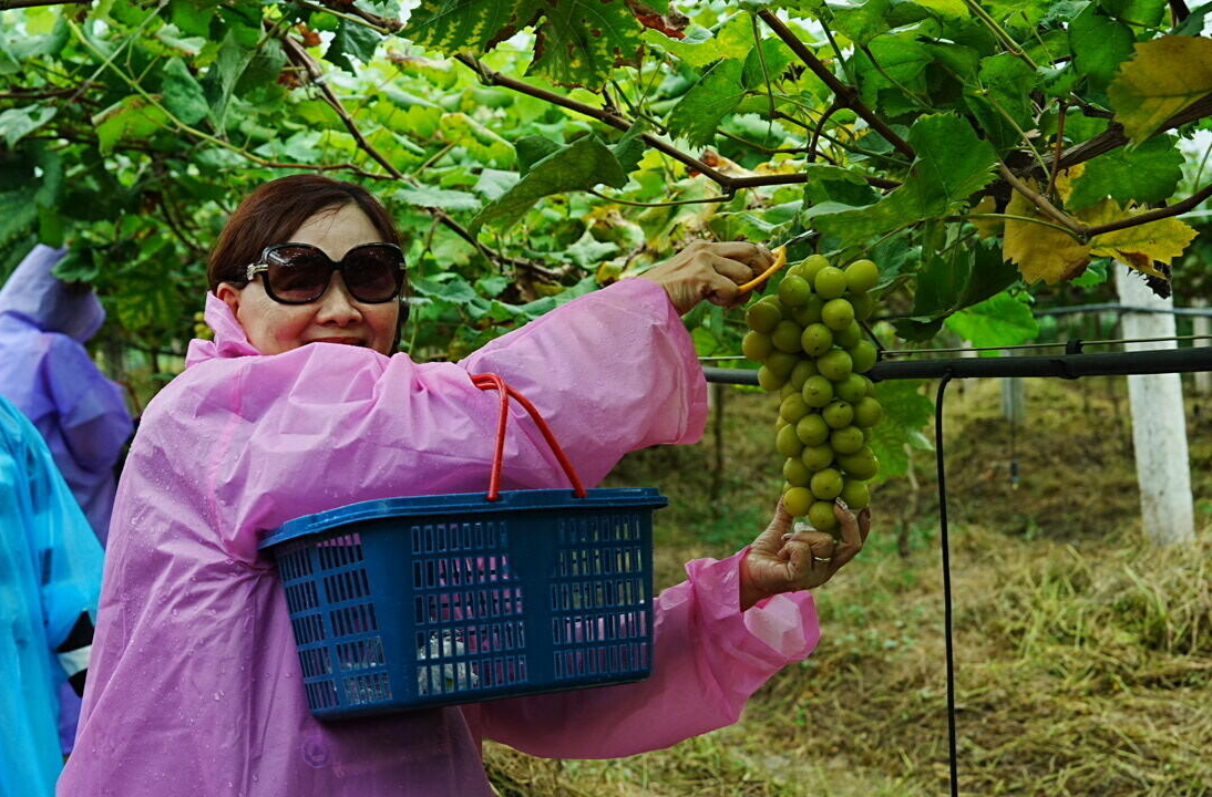 新加坡大型旅游团趣游桑植 “农”情体验