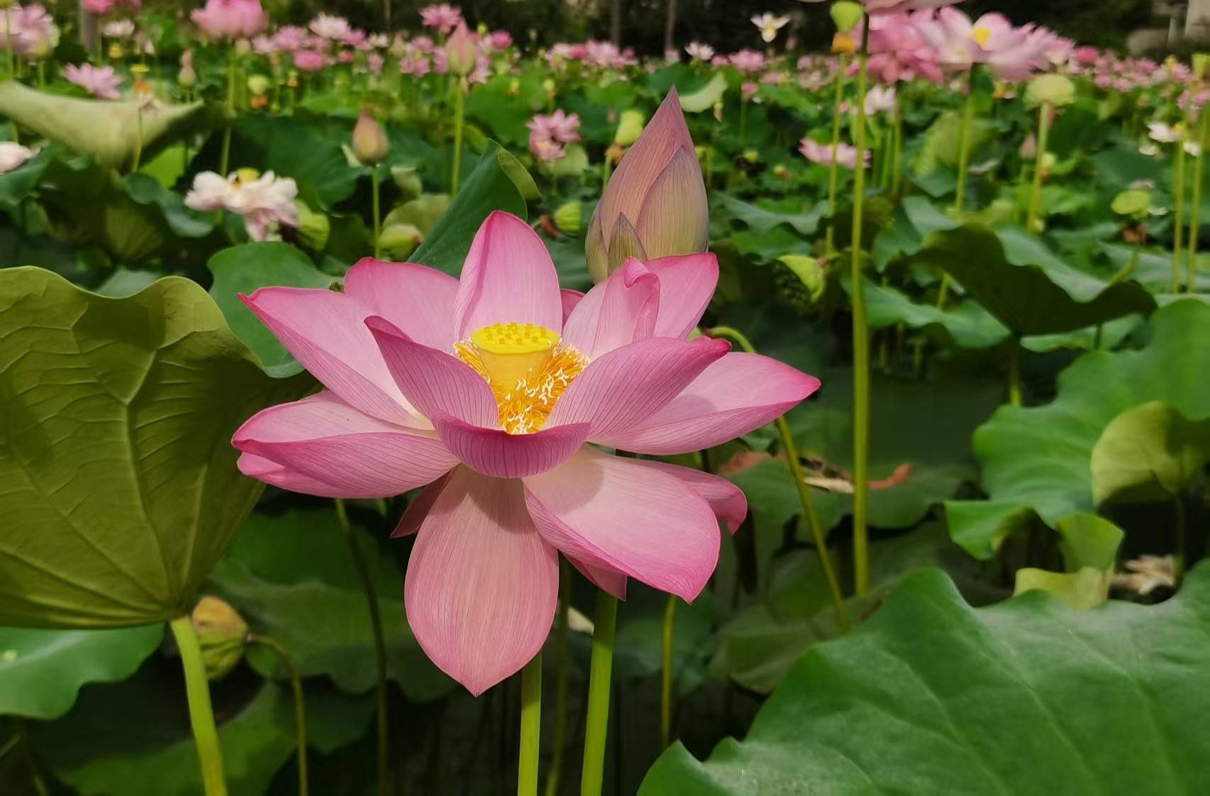 沙塔坪乡：“荷”谐共生 绘就乡村振兴新画卷