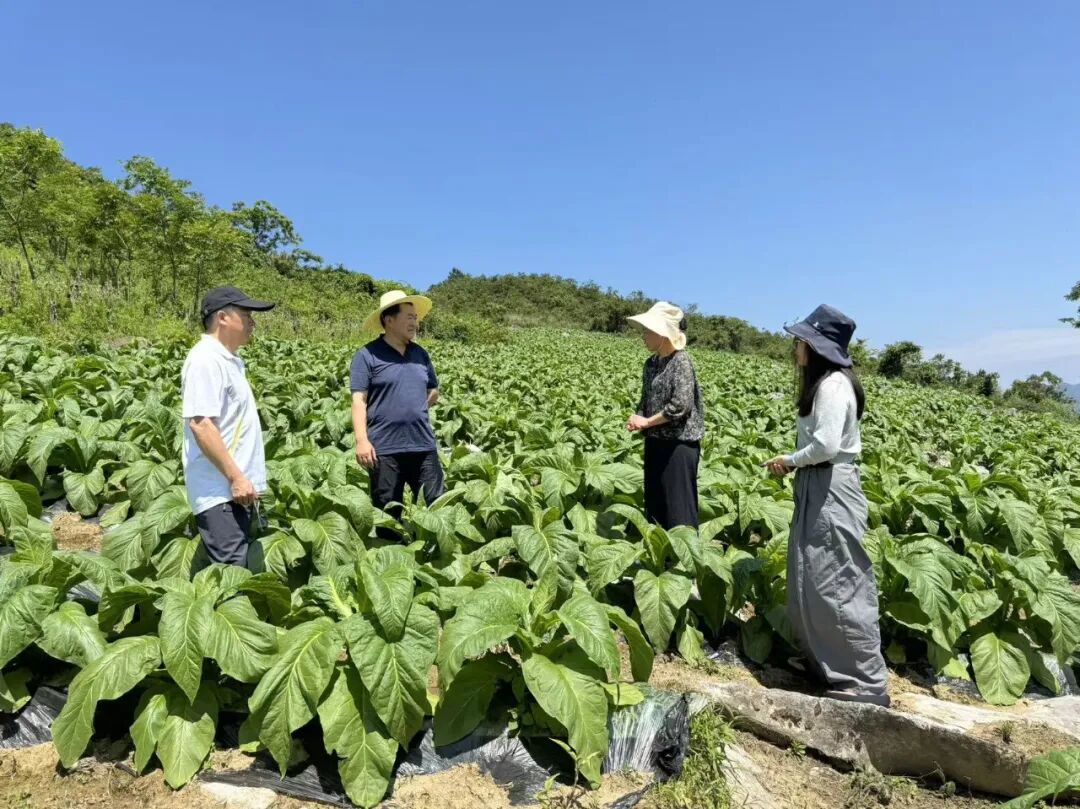 桑植县官地坪镇铜矿村：一片“金叶子”的富民之路