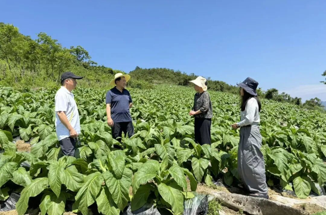桑植县官地坪镇铜矿村：一片“金叶子”的富民之路