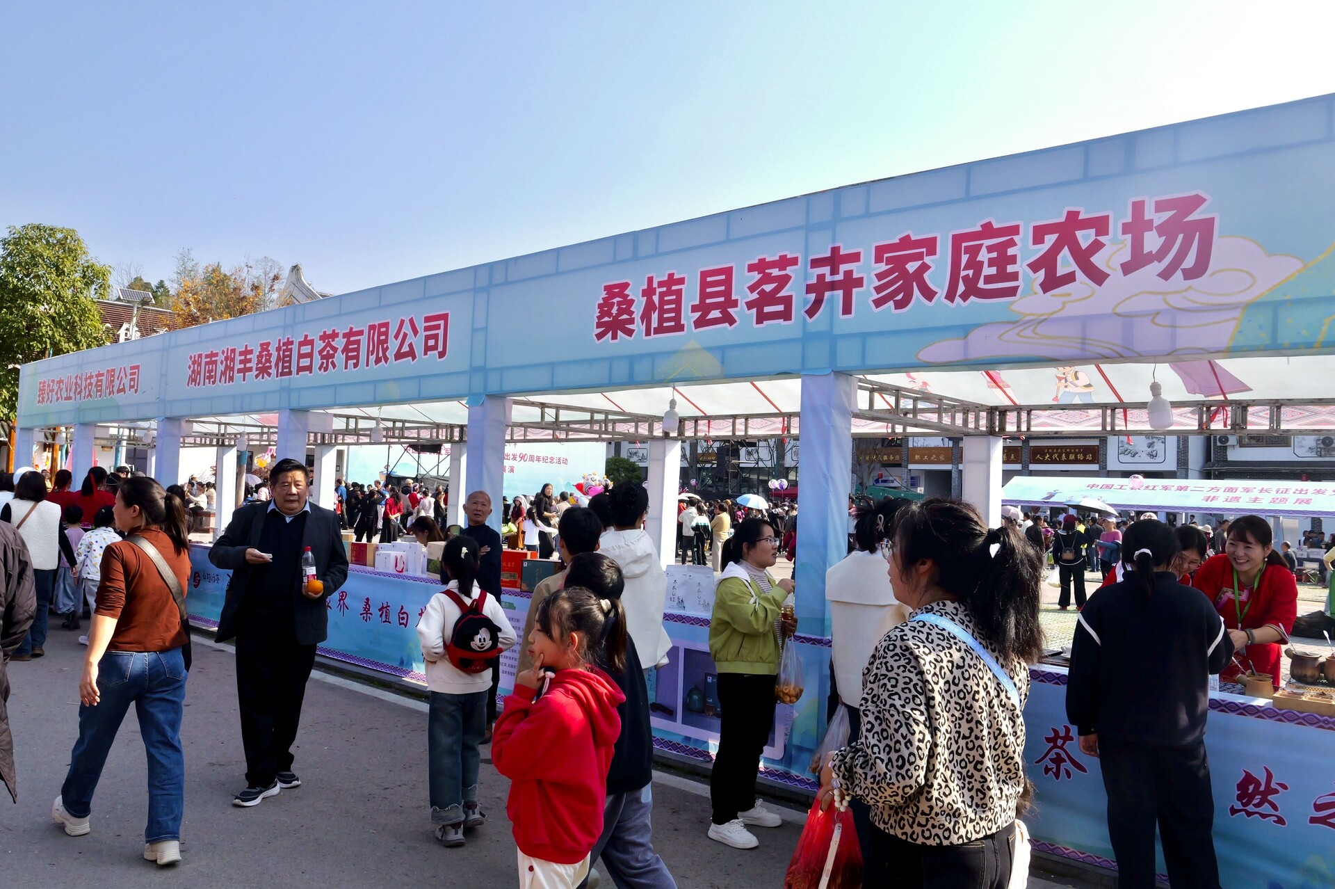 桑植白茶香飘火把夜 白茶奶茶创新茶饮风尚