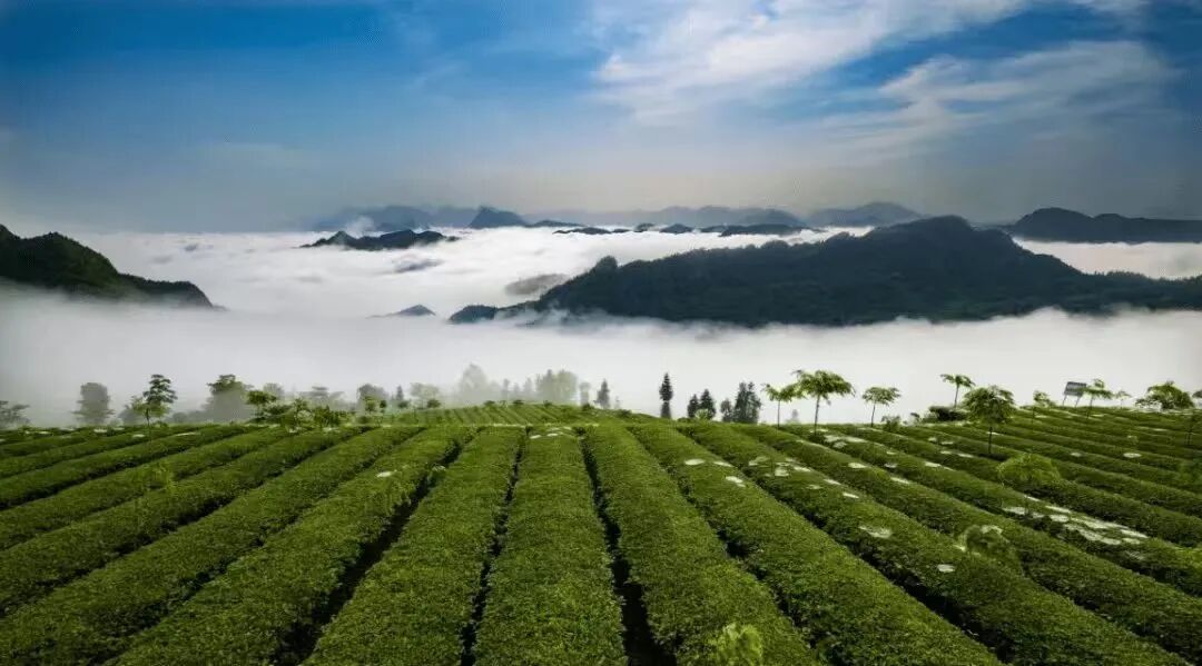 辉煌“十四五” 长征再出发丨产业引领，振兴有为！桑植实现生态农业量质齐升