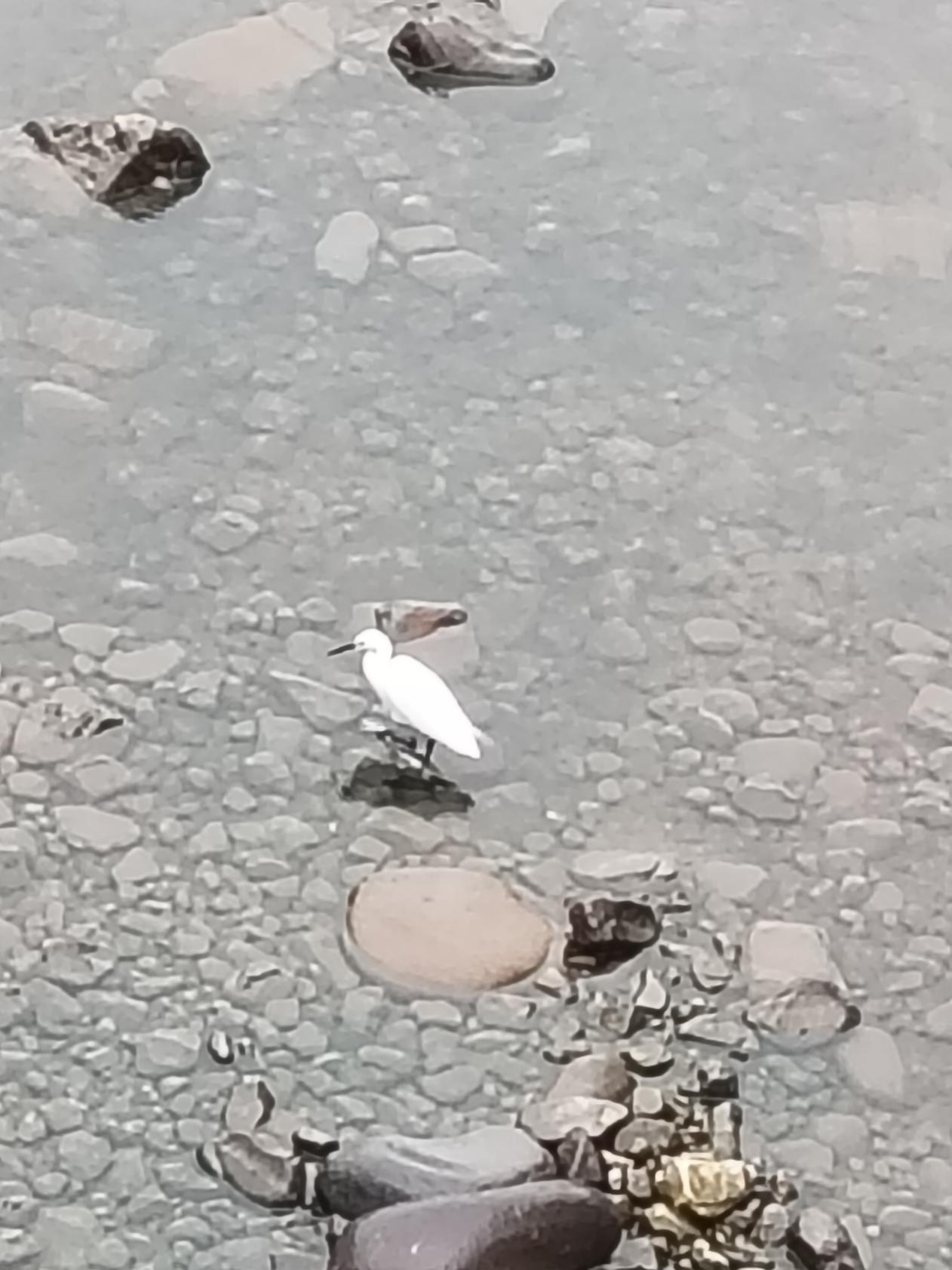 澧水文学丨江之鸟