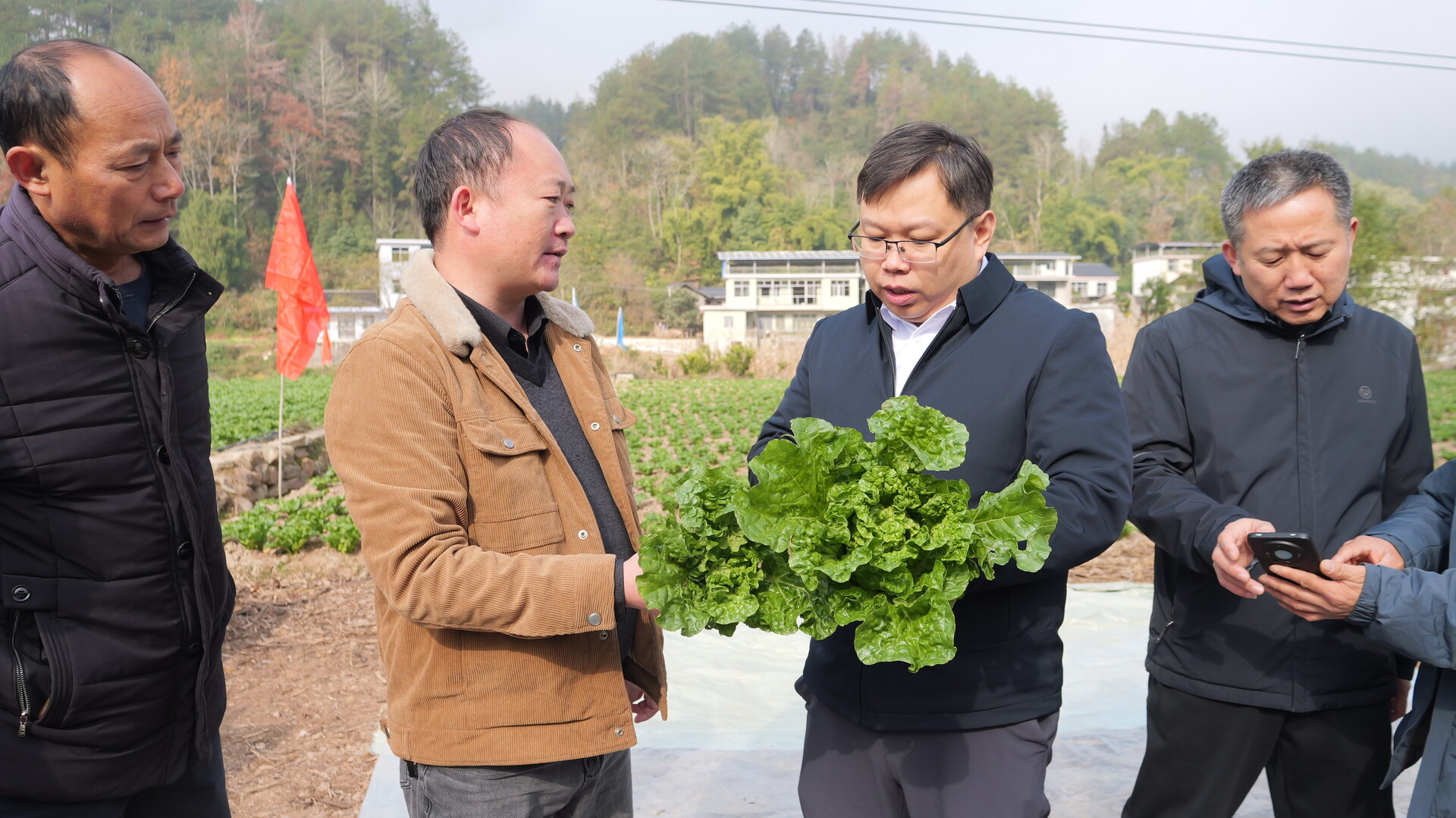 廖家村镇莫家塔村：富硒娃娃菜喜迎丰收 科技助力农业增效农民增收