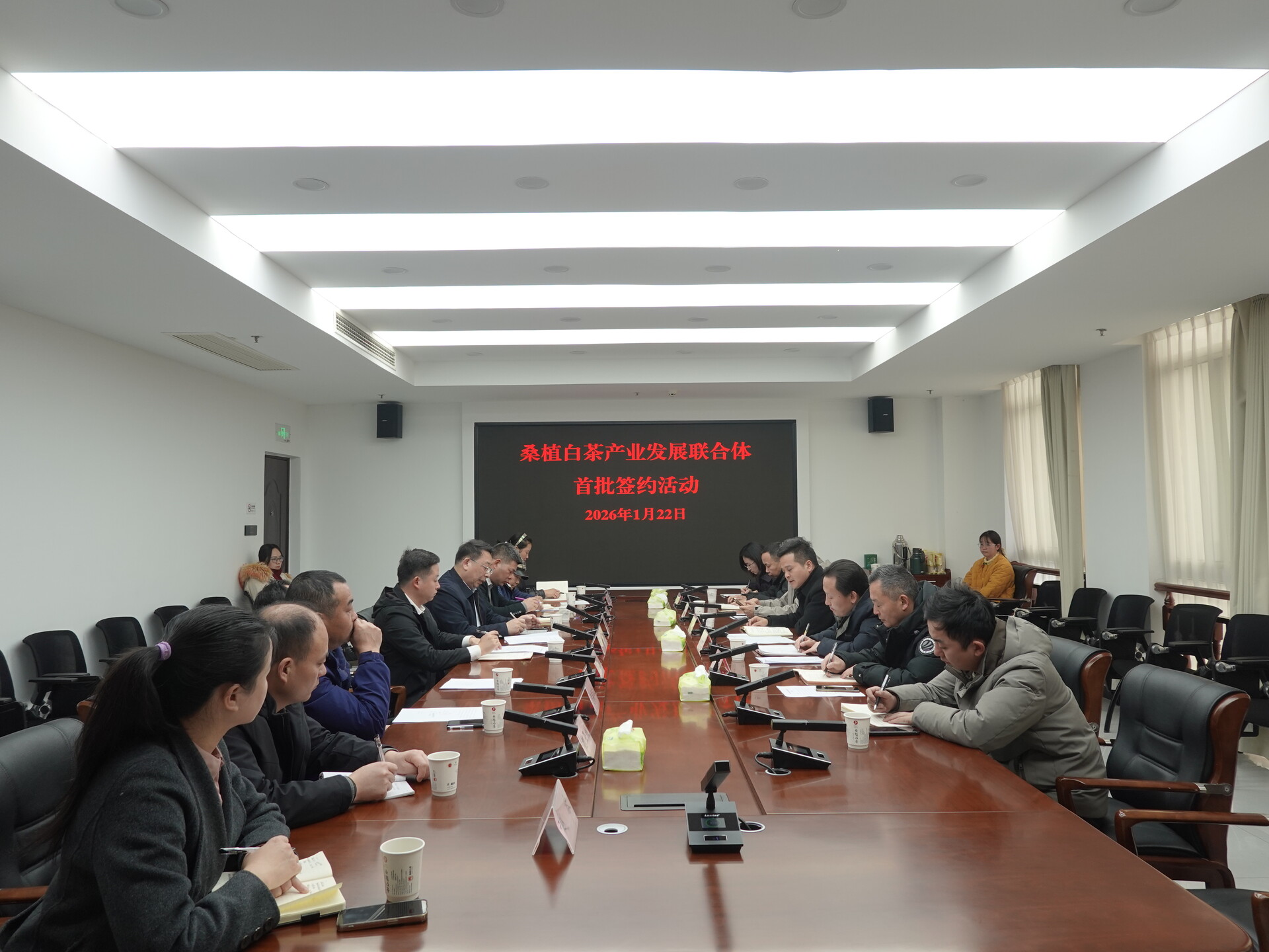 桑植白茶产业发展联合体正式成立 开启产业协同发展新篇章