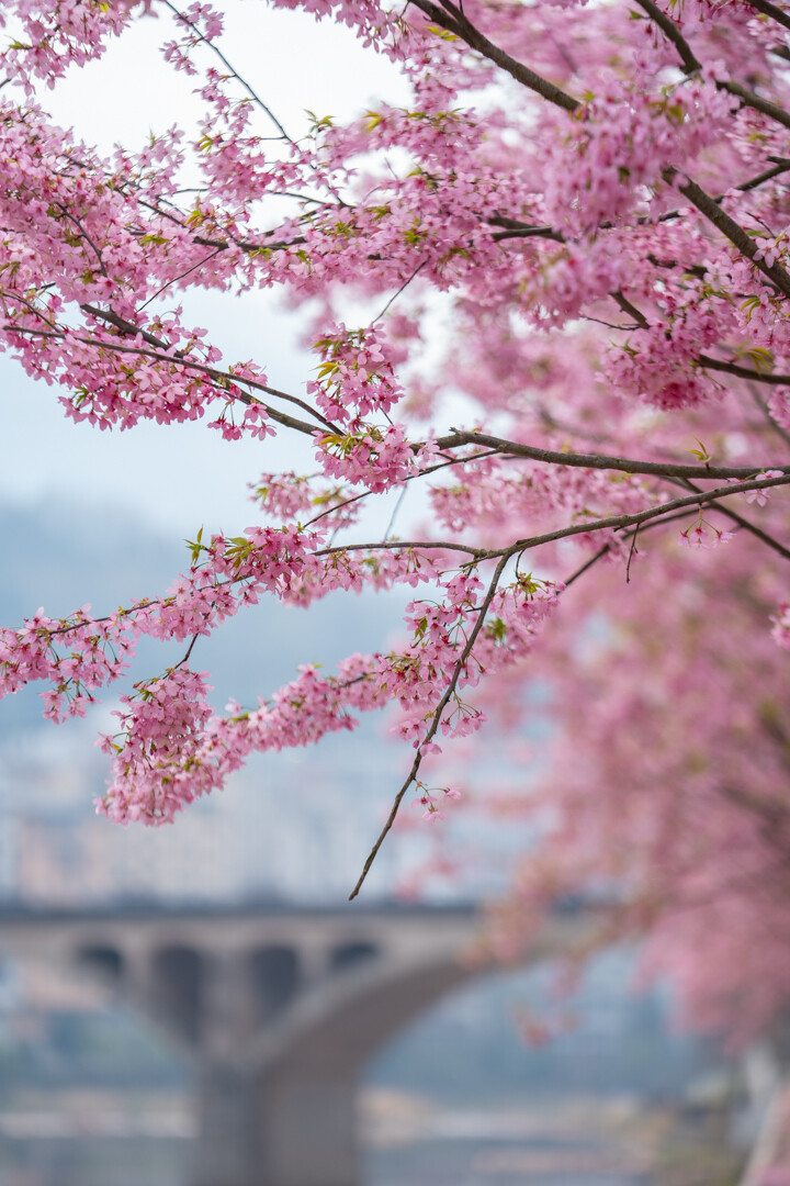 惊艳！郁水河畔樱花开 错过再等一年！