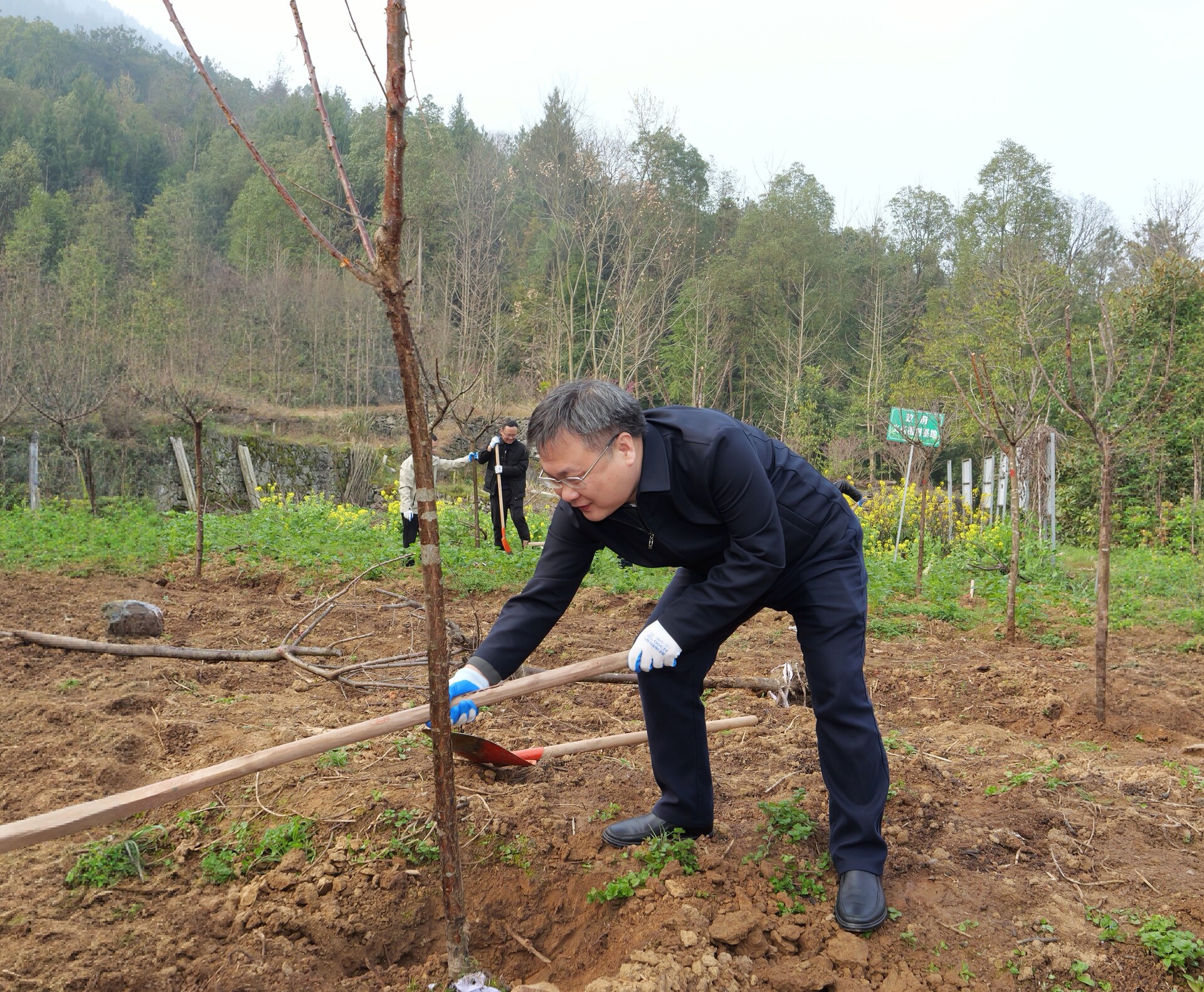 桑植县开展2026年义务植树活动