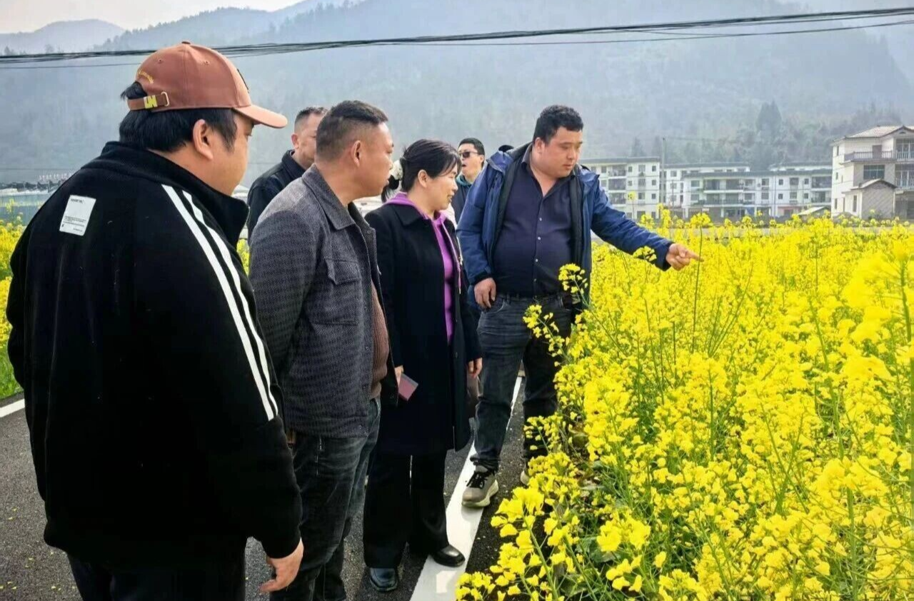 农技专家进村“把脉” 助力油菜绿色增效
