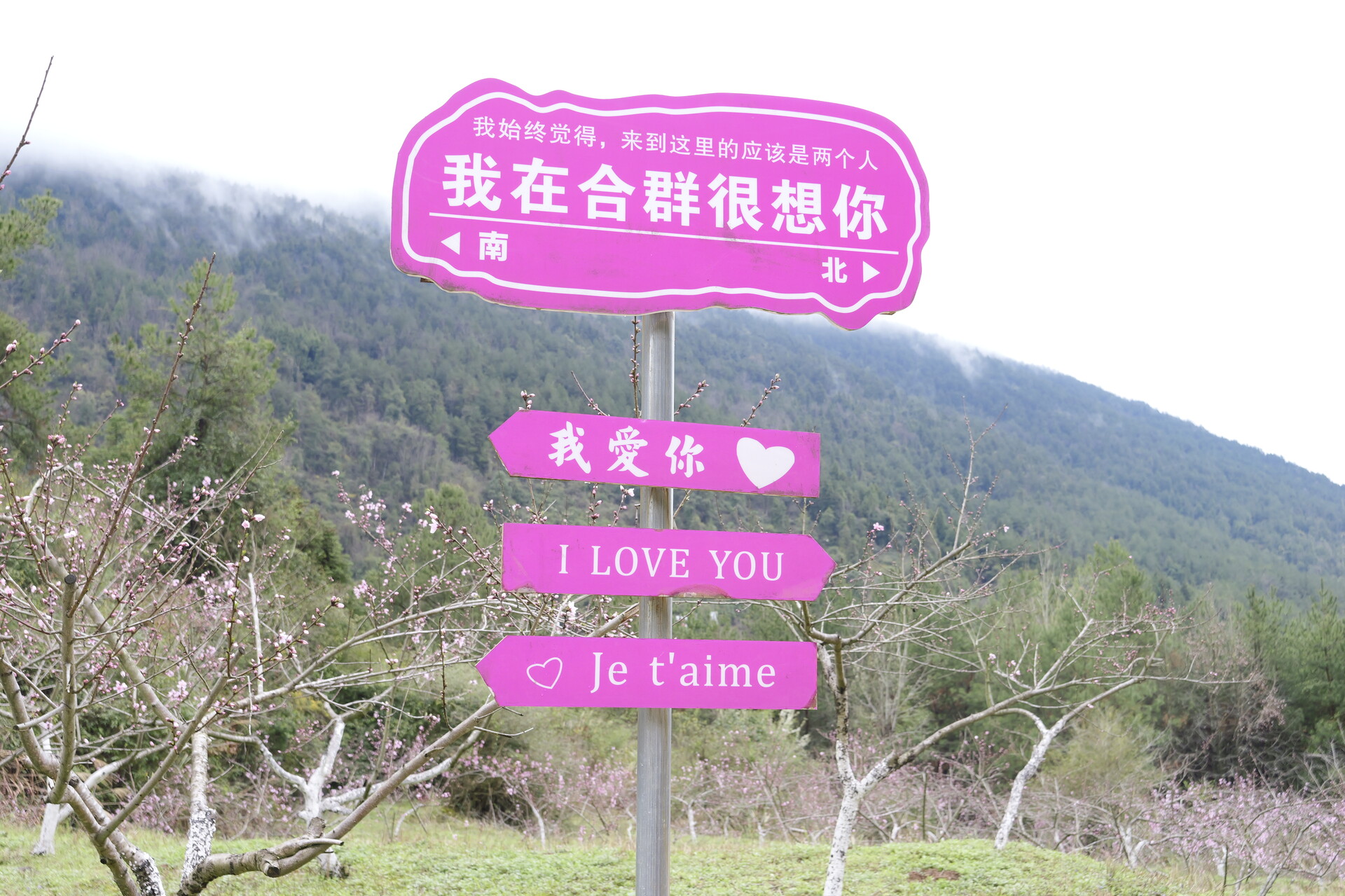 倒计时2天！合群村桃花节筹备进入收尾阶段