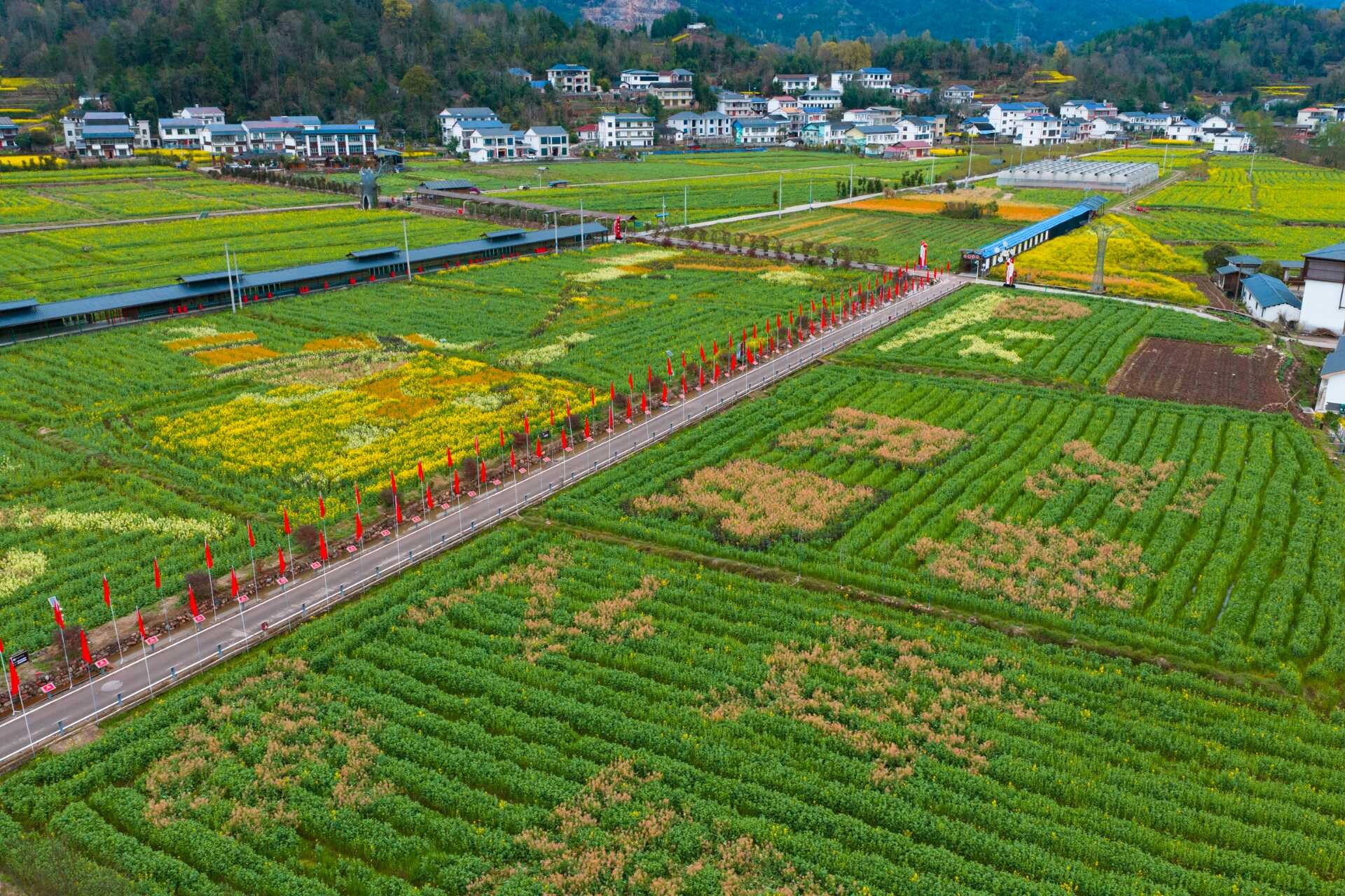空壳树乡陈家坪村：彩色油菜花绘就春日新画卷