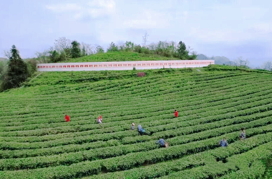 万宝山茶园迎来春茶采摘旺季