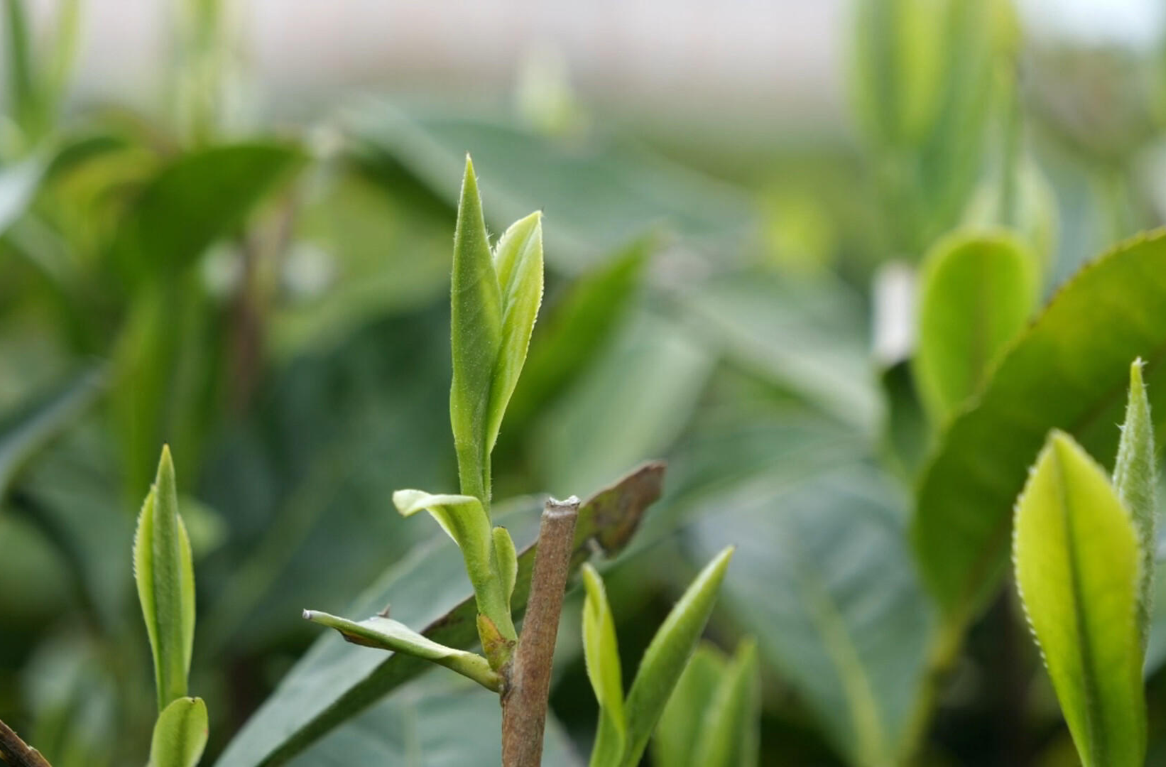 万宝山茶园迎来春茶采摘旺季