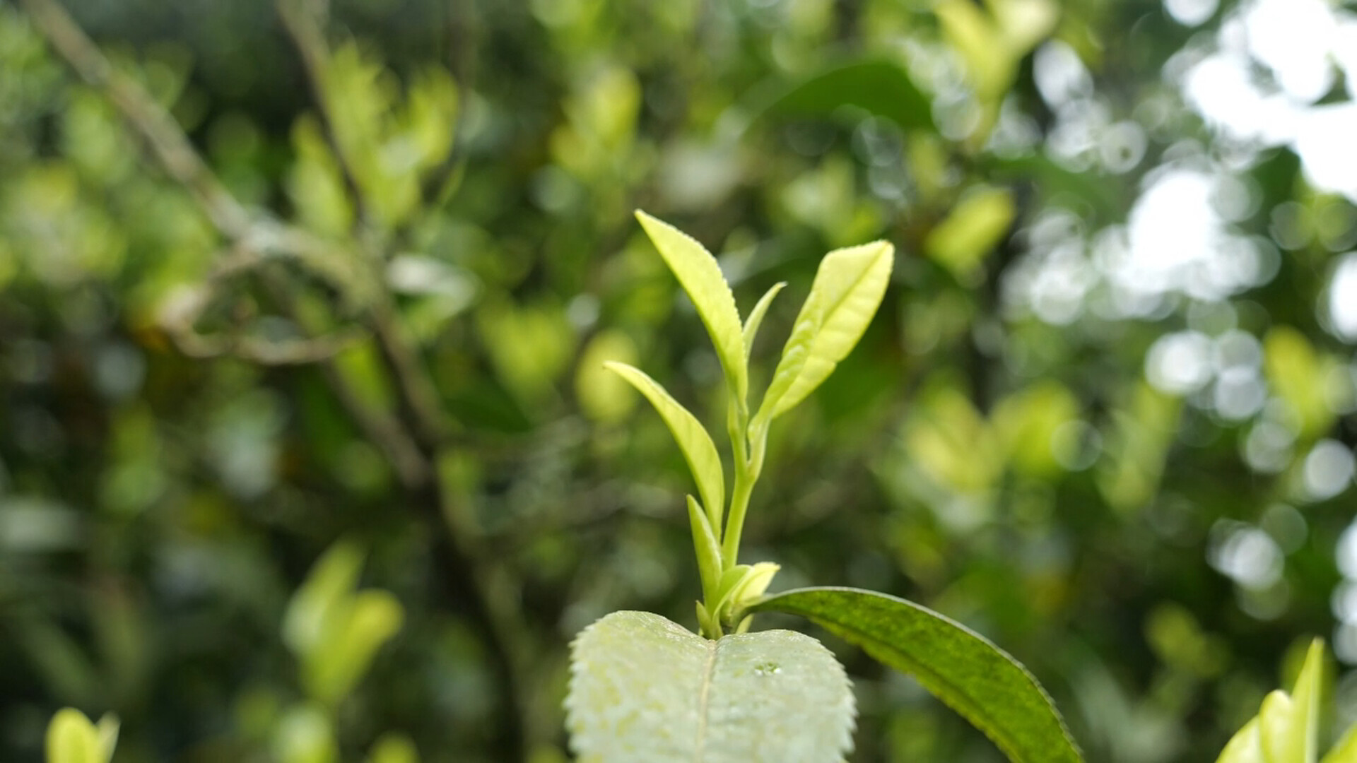 春风拂澧源丨平塔界原生古茶园迎春开采