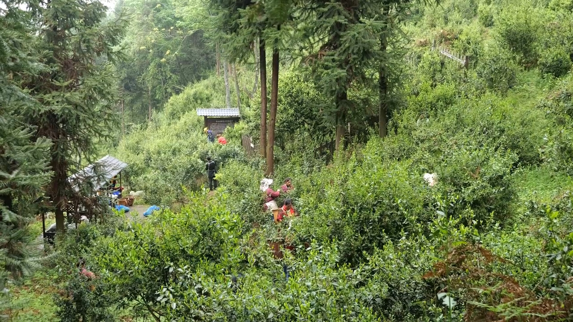 桑植县商务局赴洪湖追寻红色足迹，汲取奋进力量