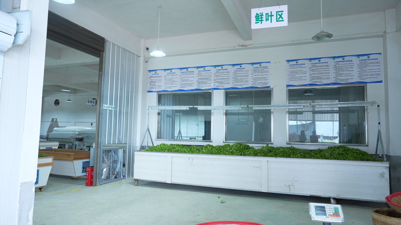 春风拂澧源丨西莲茶业：三代人传承，只为一杯桑植好茶