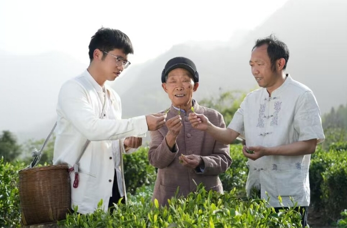 春风拂澧源丨西莲茶业：三代人传承，只为一杯桑植好茶