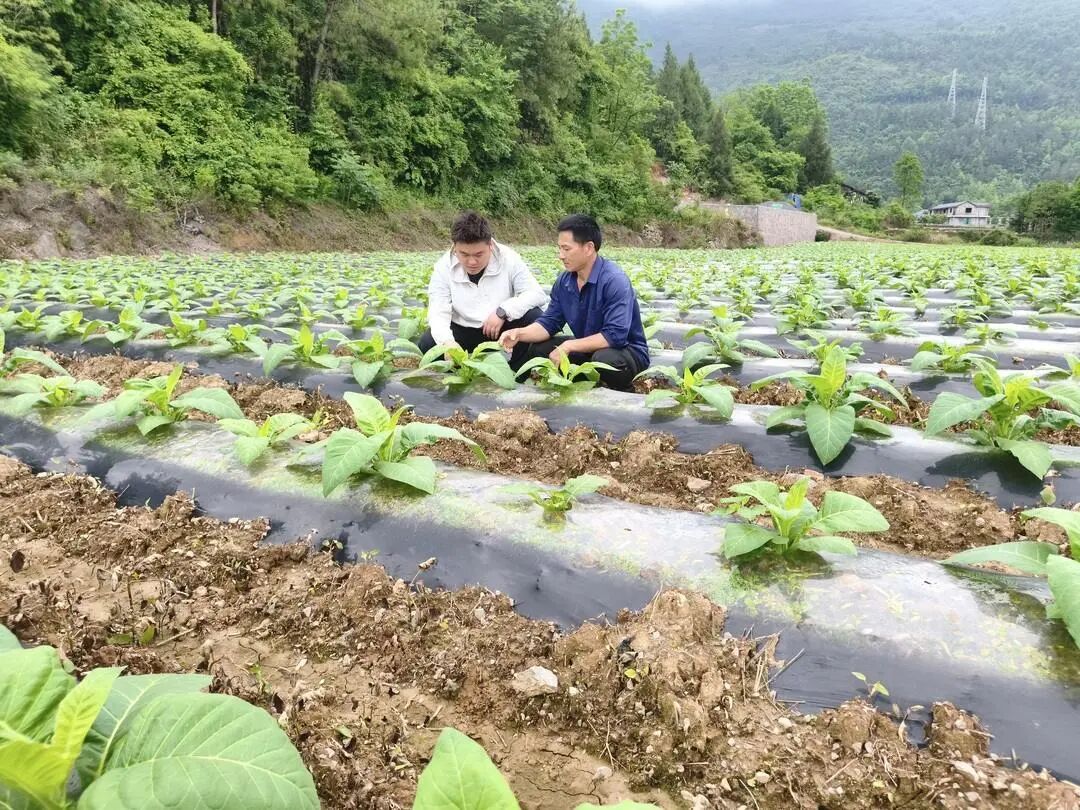 澧源镇：田间地头开“小灶” 促进烟叶生产提质增效