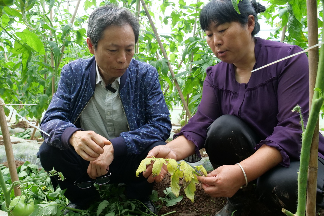 农技专家下沉一线 指导灾后蔬菜管护