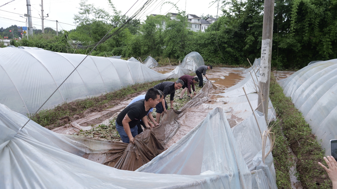 河水倒灌瓜棚受损 党群齐心开展生产自救