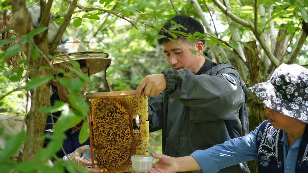 桑植养蜂实现“可视化” 林下甜蜜看得见