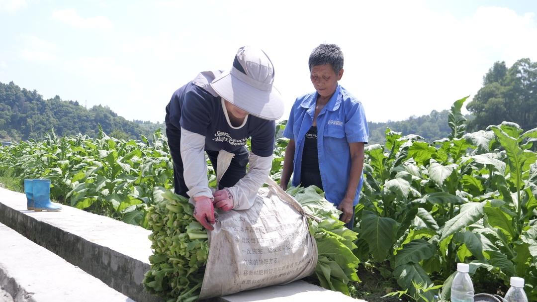 桑植县烟稻连作首批烟叶开启烘烤 一地双收助农增收
