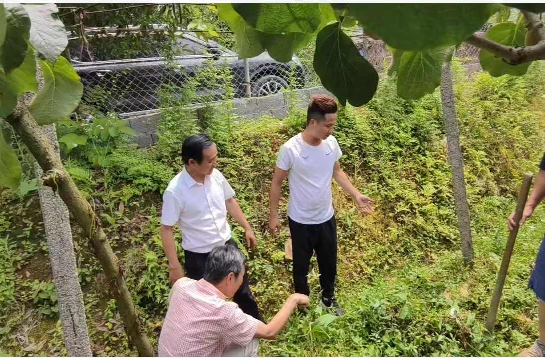 蚜茧蜂“以虫治虫” 桑植绿色防控释放生态红利