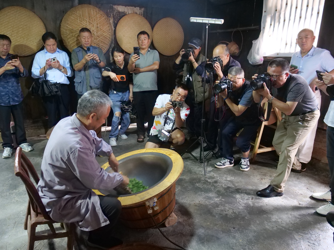 桑植县文联开展“桑植白茶”集中采风活动
