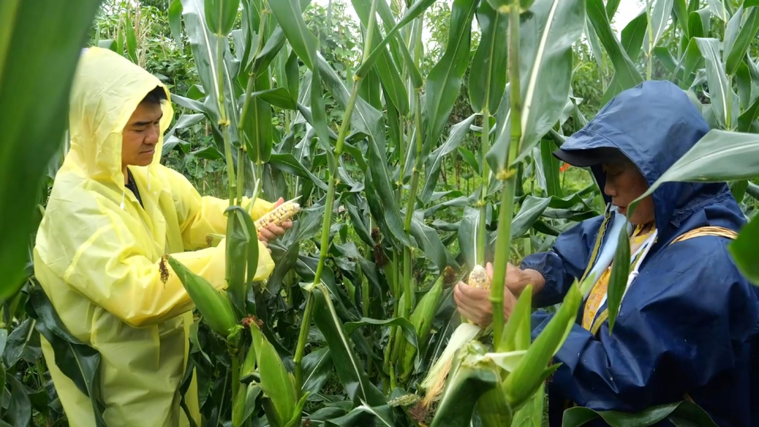罗家边社区：鲜食玉米迎丰收 冒雨抢收保归仓