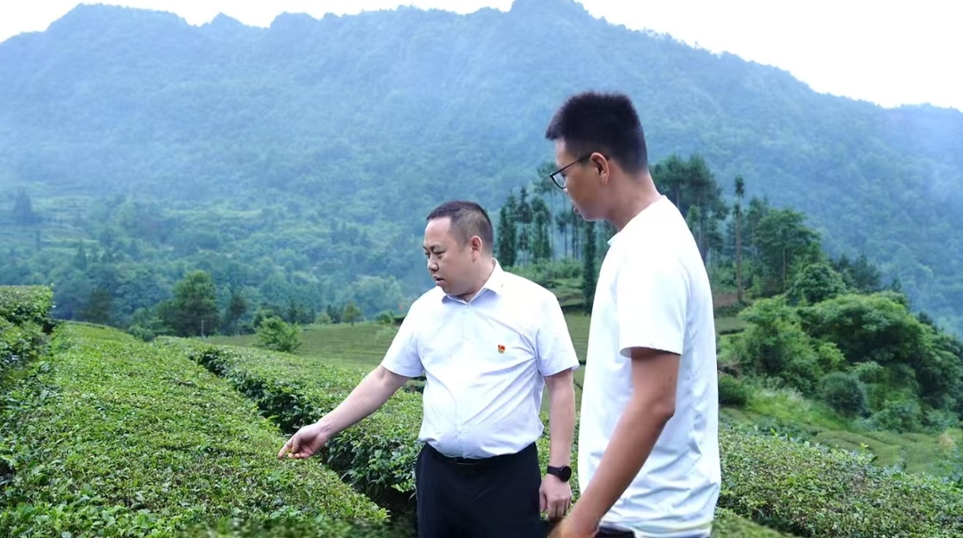 先锋如炬｜雷国晶：入党十四载扎根马龙山 千亩茶园是他最美的初心答卷