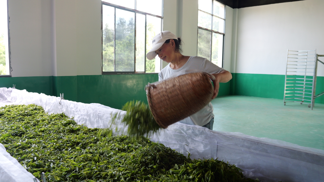走马坪乡安家峪村：以茶为桥架起党群连心桥