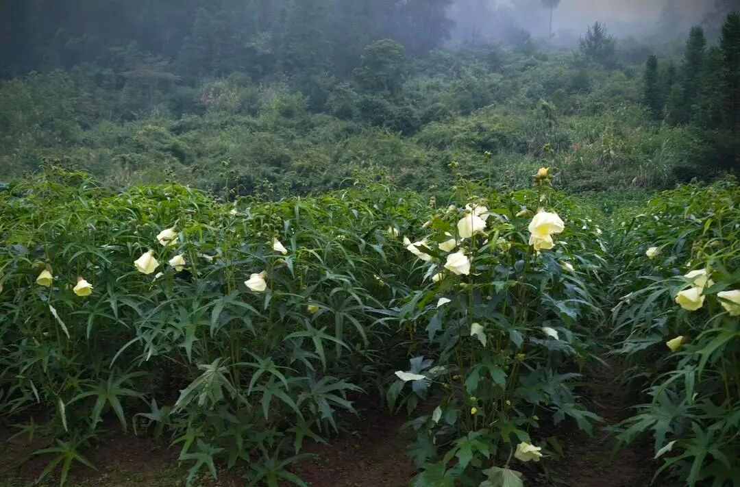 陈家河镇张家村村：黄蜀葵采收正当时 “花海梦”结出致富果