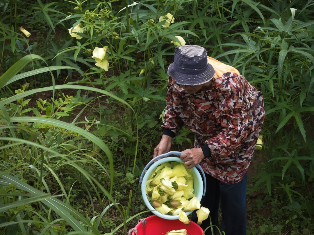 陈家河镇张家村村：黄蜀葵采收正当时 “花海梦”结出致富果