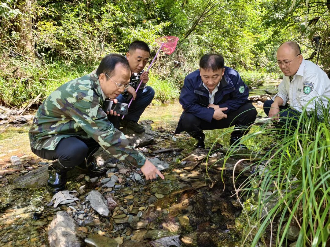 森保节特辑丨动物专家深入八大公山国家级自然保护区开展珍稀两栖爬行动物专项考察