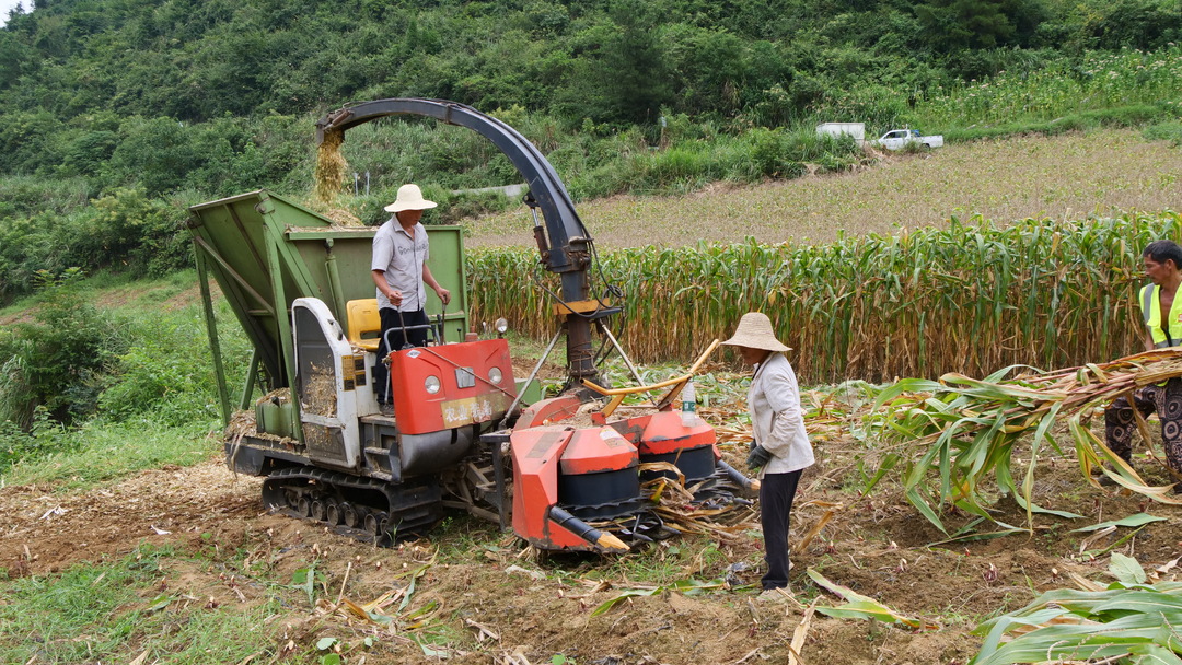 秋收时节“秸”变宝 凉水口镇青贮加工正忙