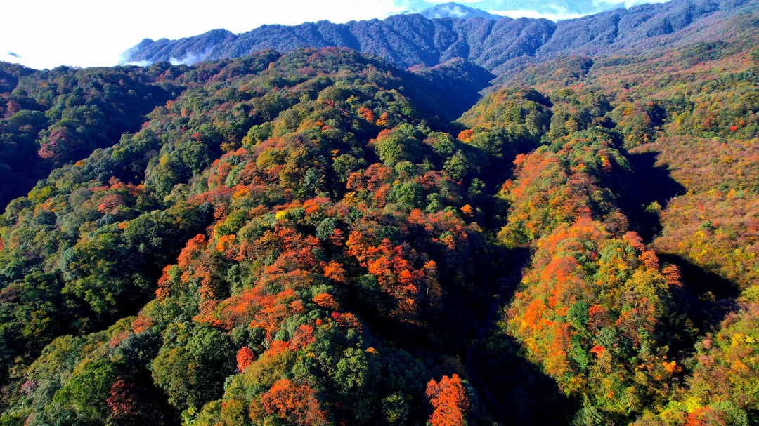 森保节特辑丨松针约定