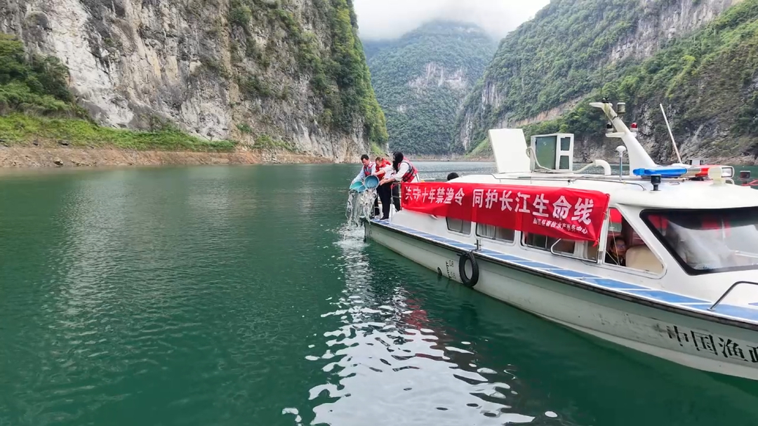 桑植县开展2026年人工增殖放流活动 90.1万尾优质鱼苗畅游河湖