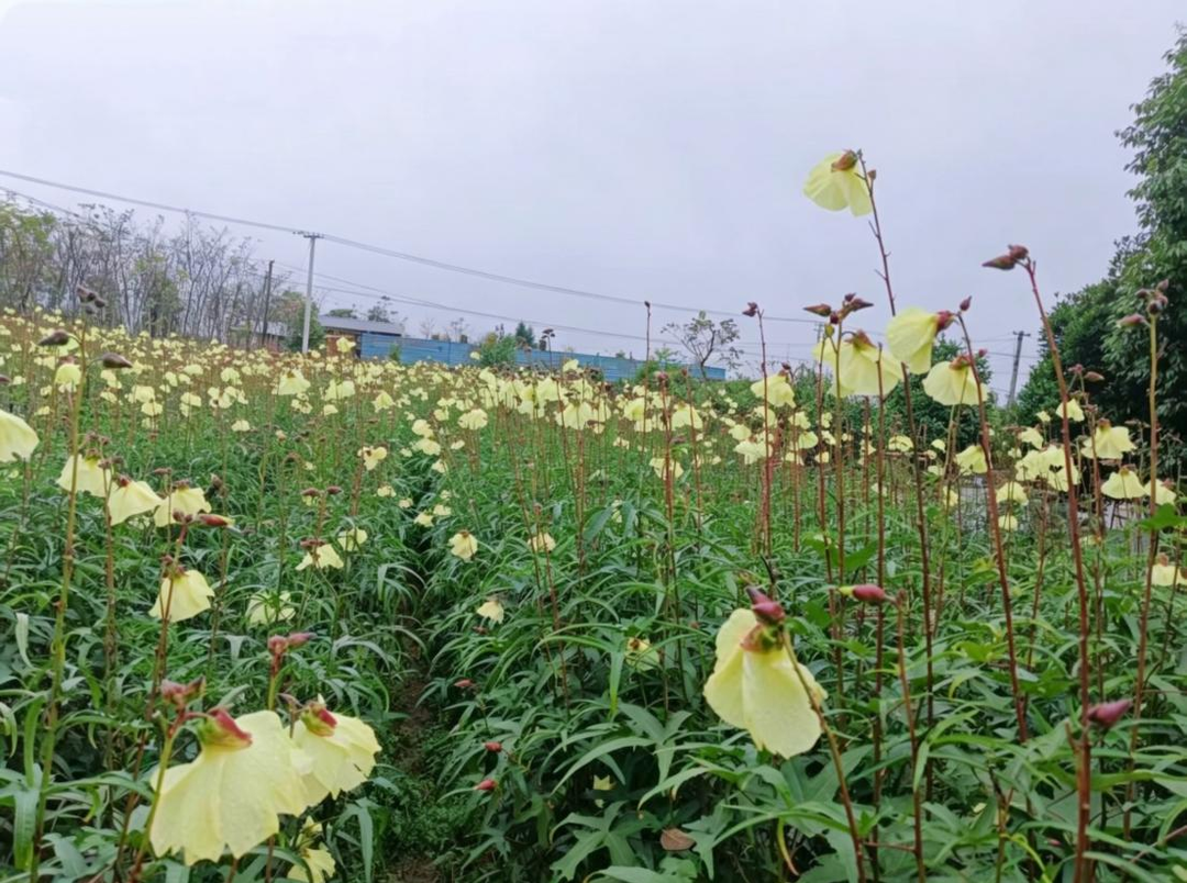 一花一秆一地间 凉水口绘实干卷