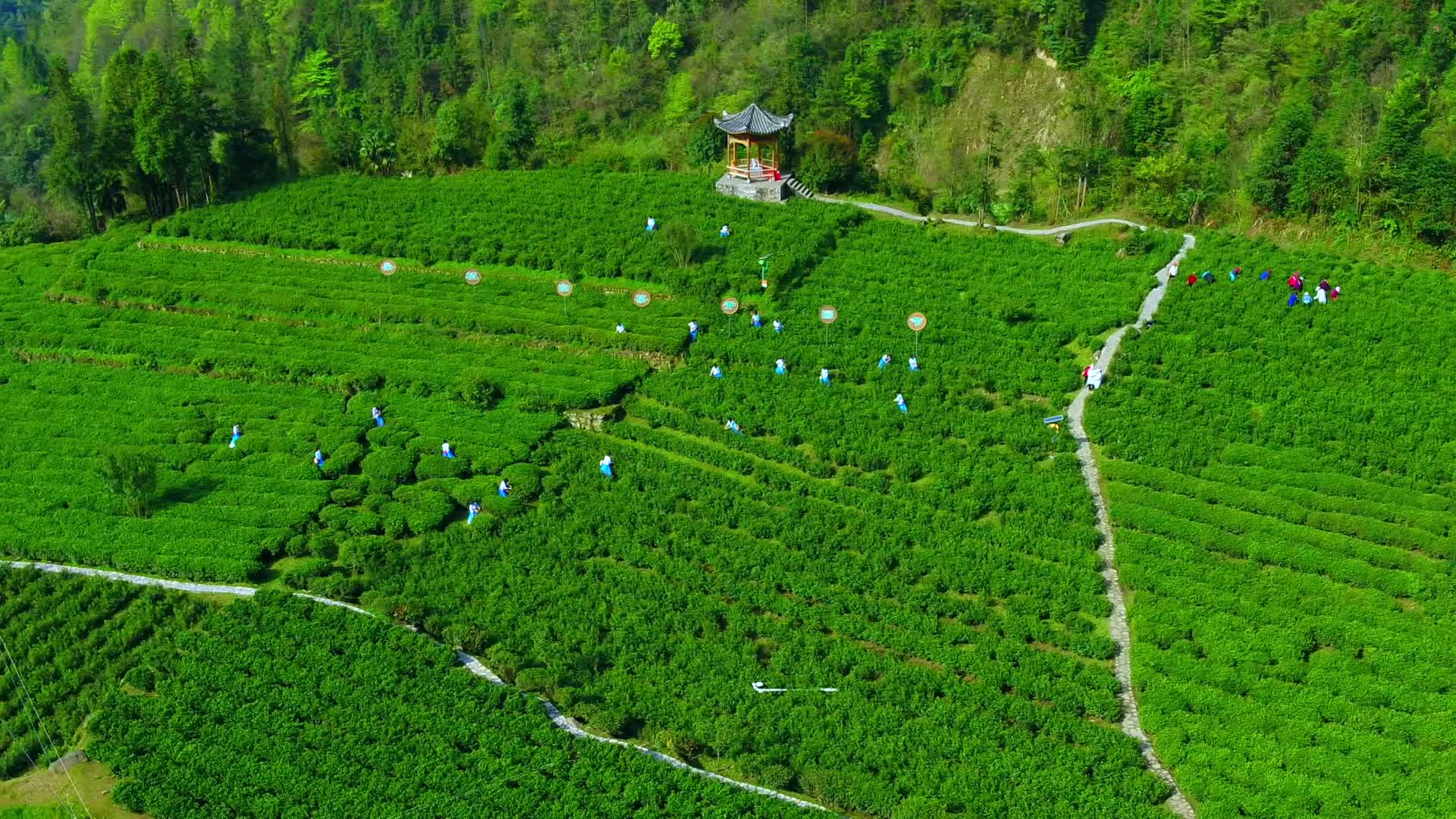 品桑植白茶，享百年人生。桑植白茶开园啦！
