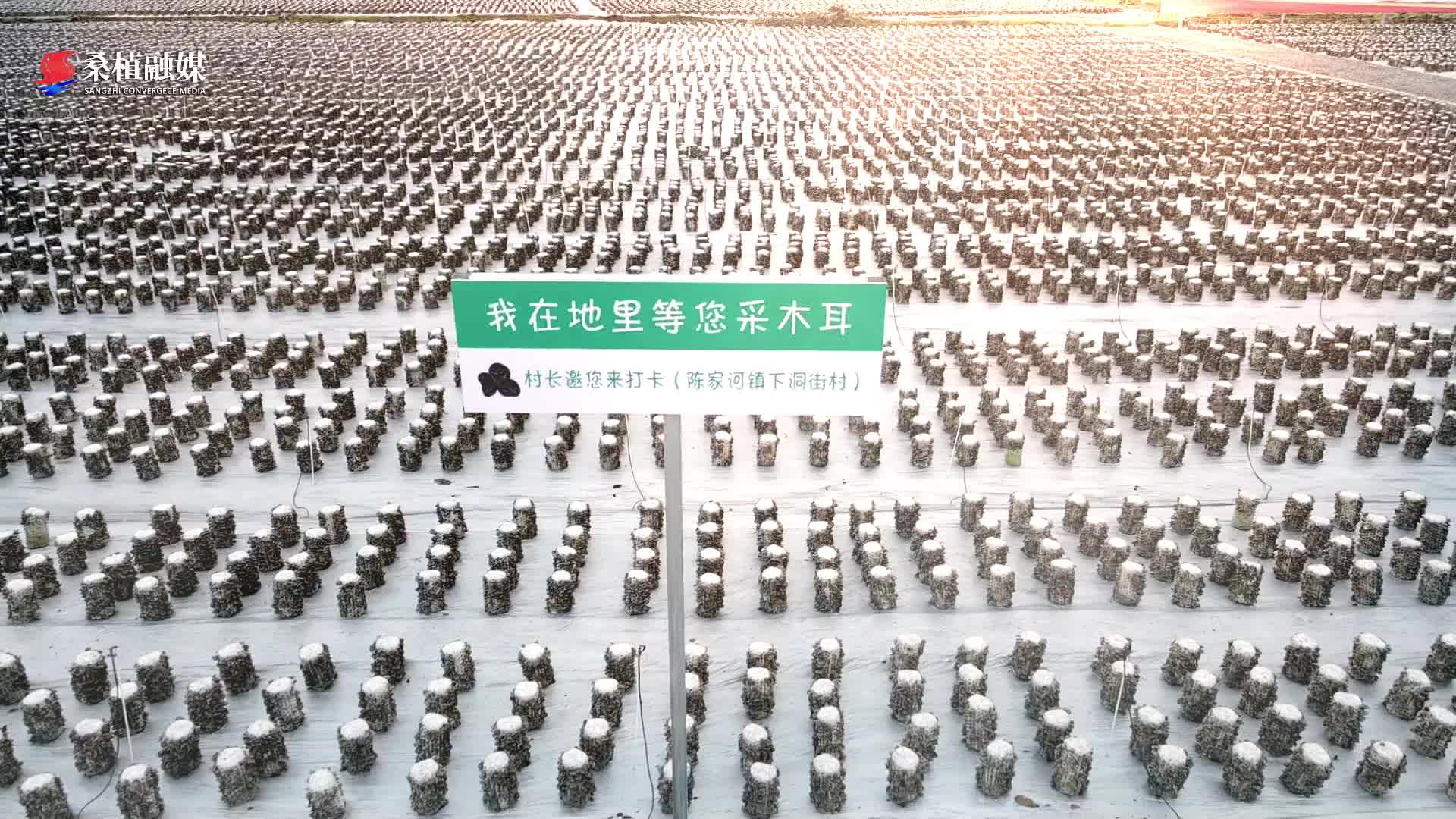 木耳朵朵开、幸福踏歌来，我在木耳基地等你来！
