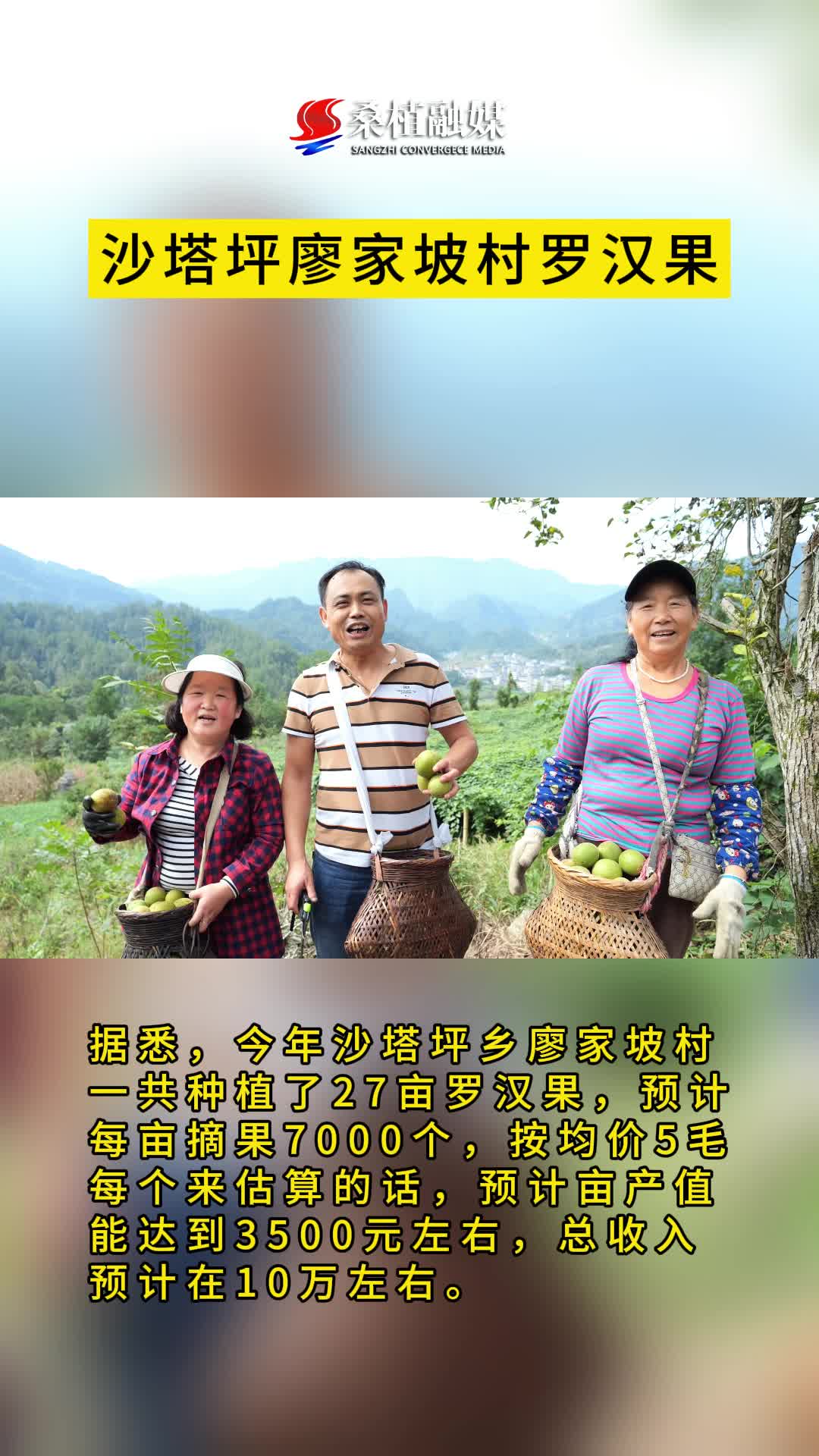 廖家坡村罗汉果基地迎丰收，干群齐上阵忙采摘