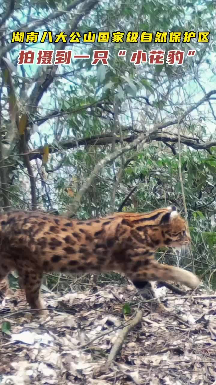 野生动物 “国二”豹猫，看样子生活的比较安逸#湖南八大公山#生态环境